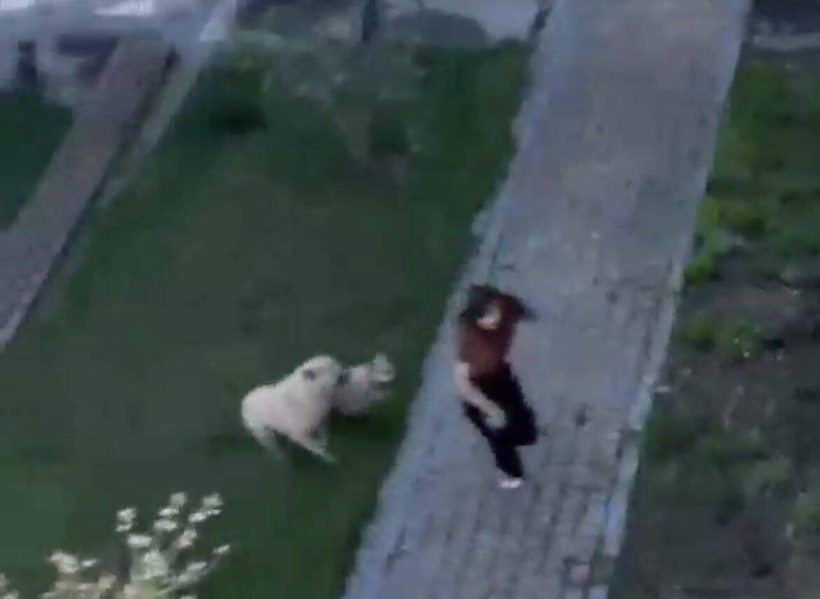 UNEC-in həyətində tələbəyə sahibsiz it hücum ETDİ - ANBAAN VİDEO